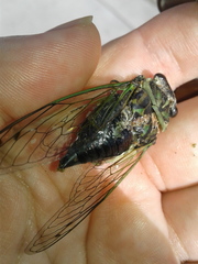 Neotibicen