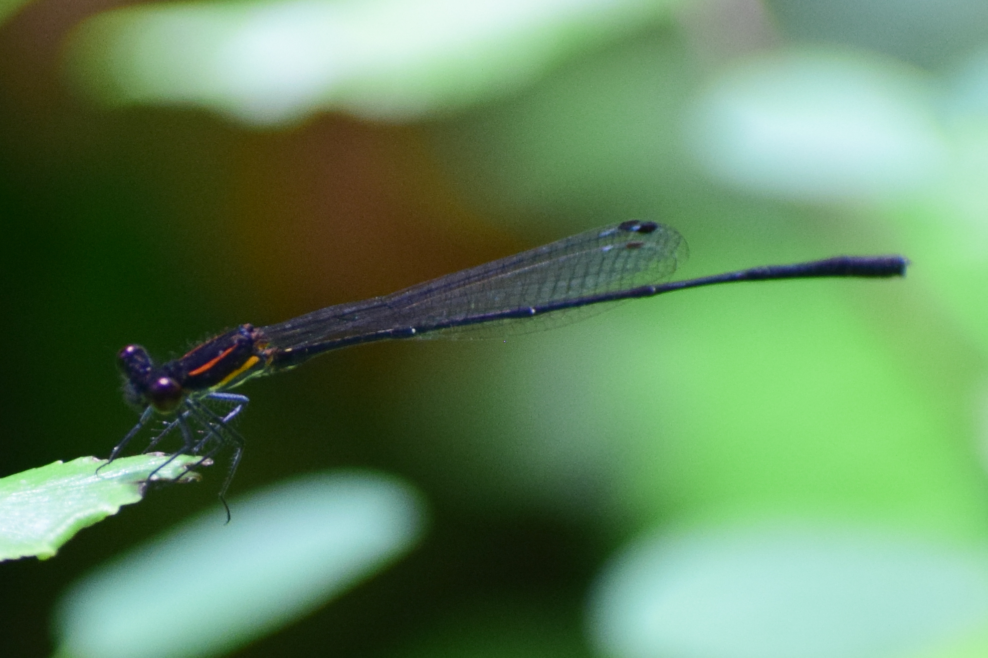 Orange-Striped Threadtail