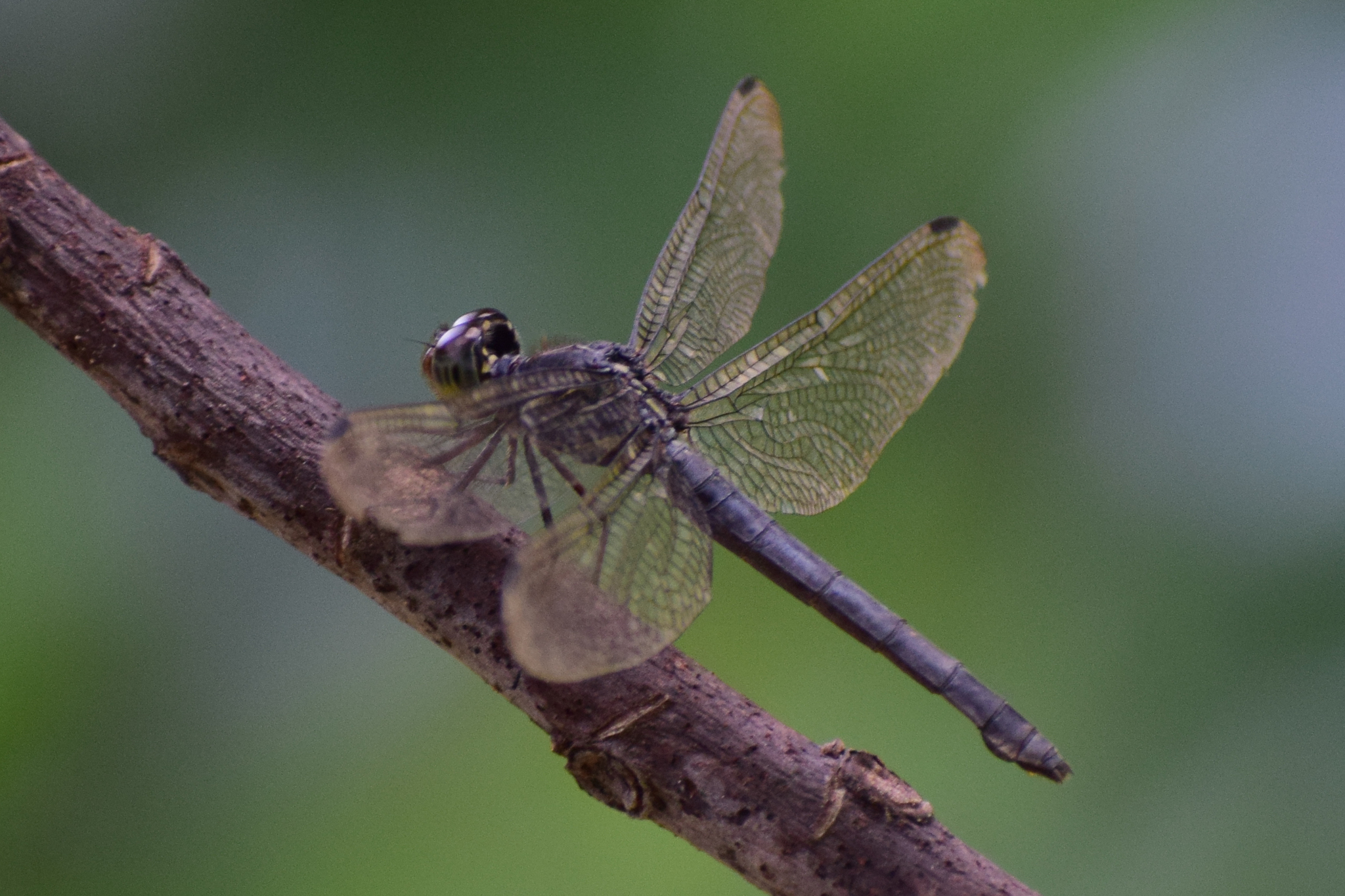 Emerald-Banded Skimmer