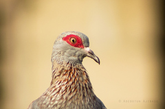 Columba guinea