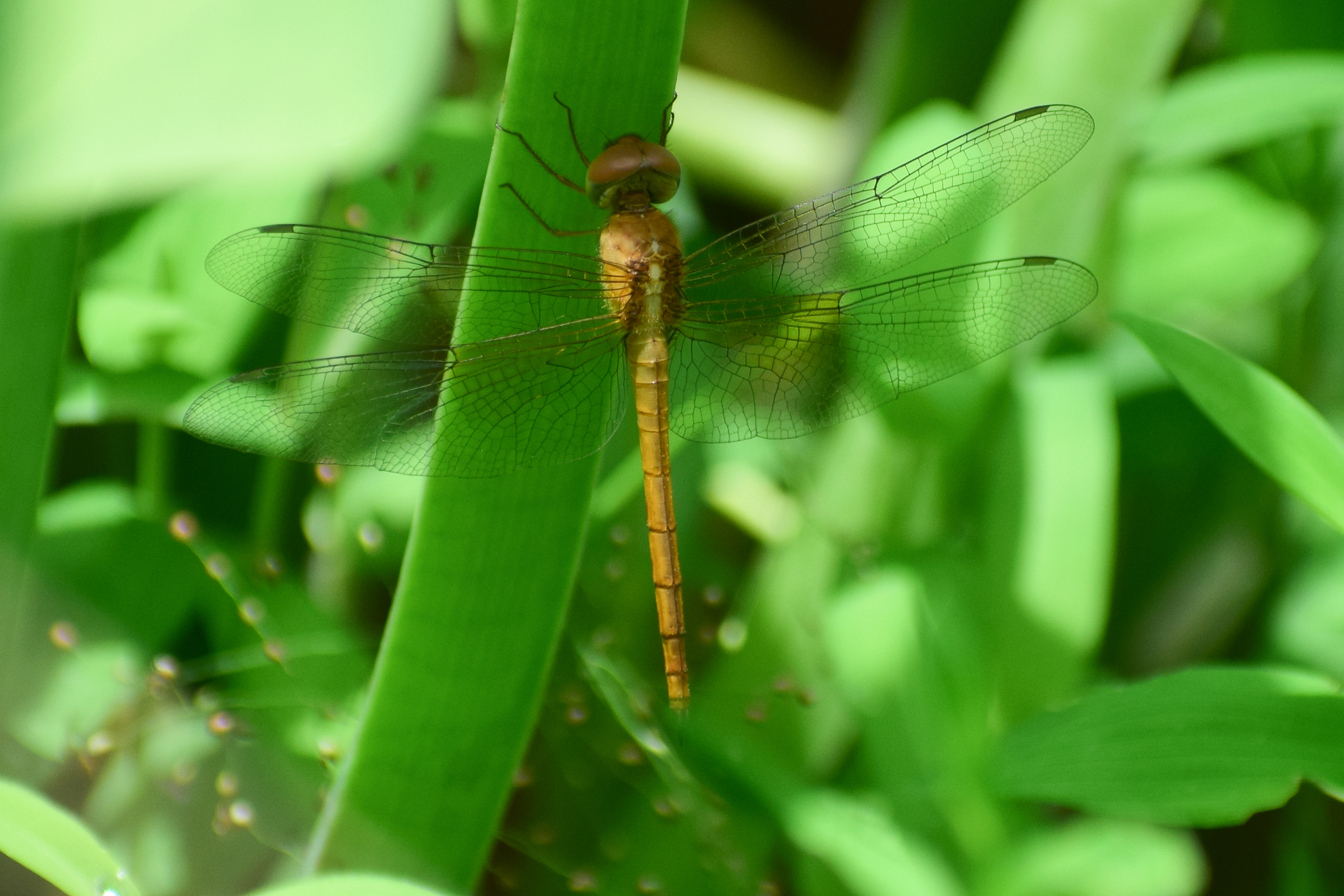 Coral-Tailed Cloudwing