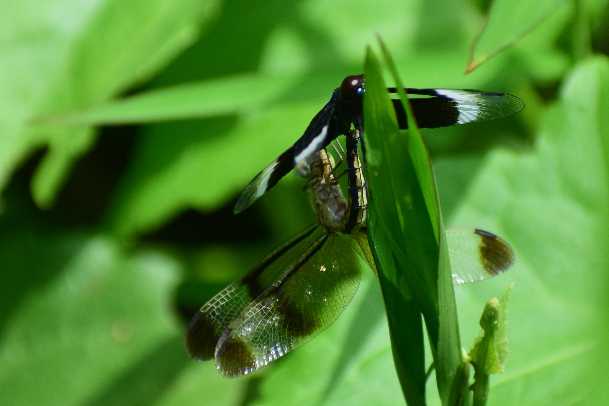 Pied Paddy Skimmer