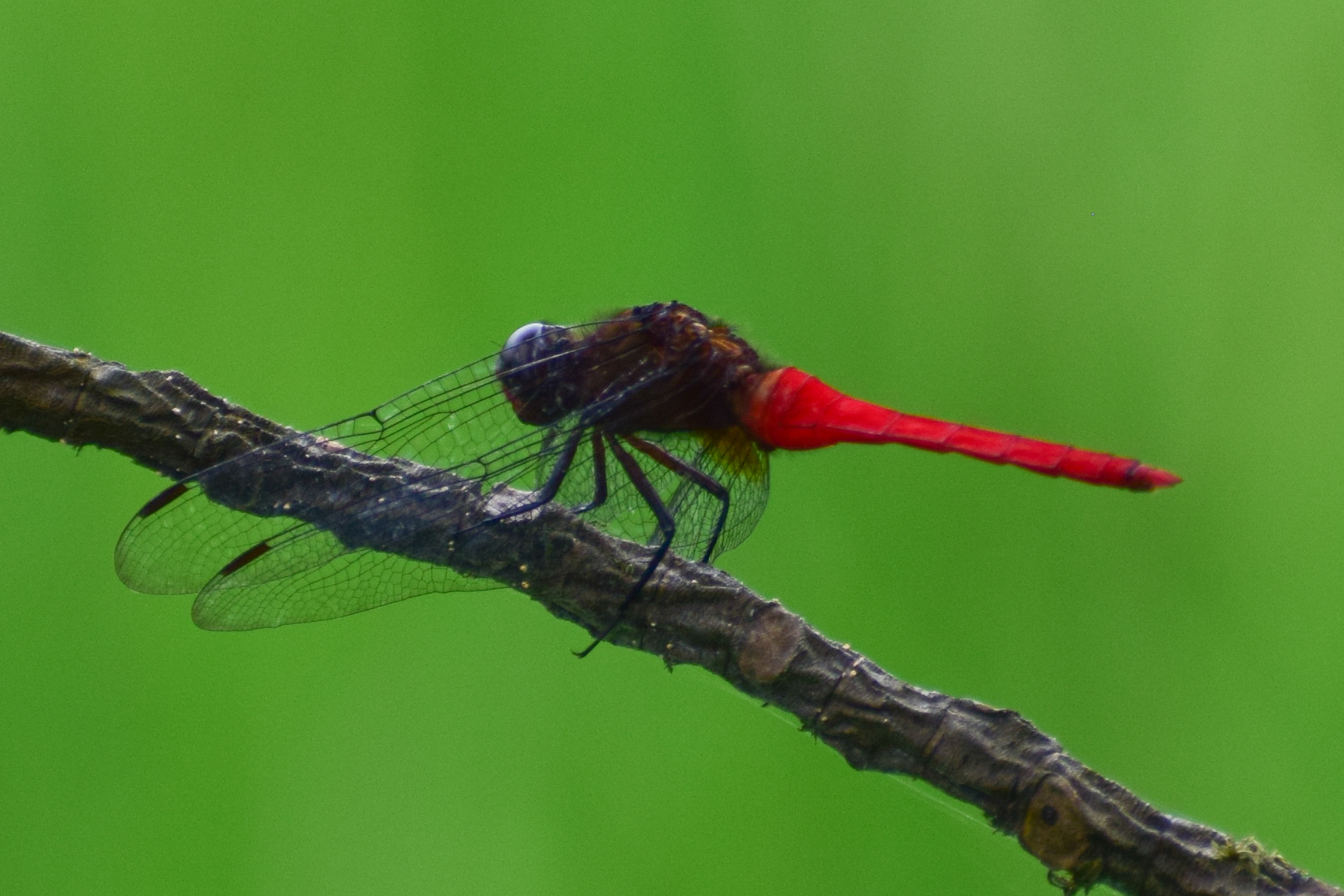 Spine-Tufted Skimmer