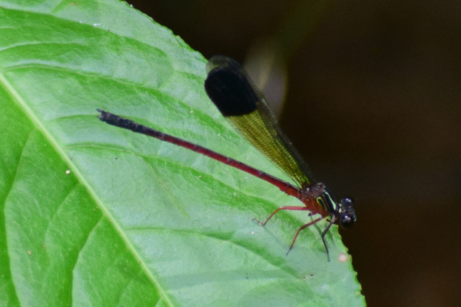 Malabar Satinwing