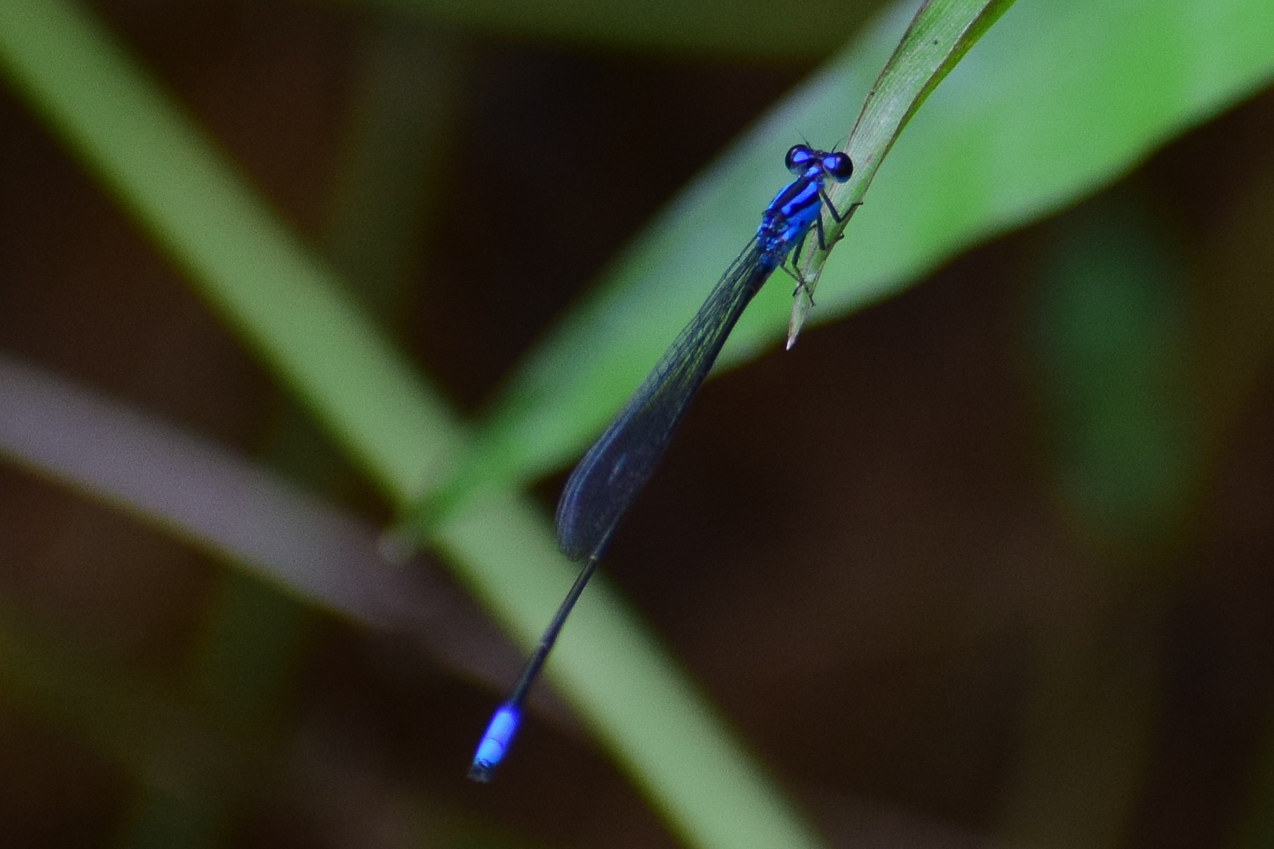 Long-Banded Sprite