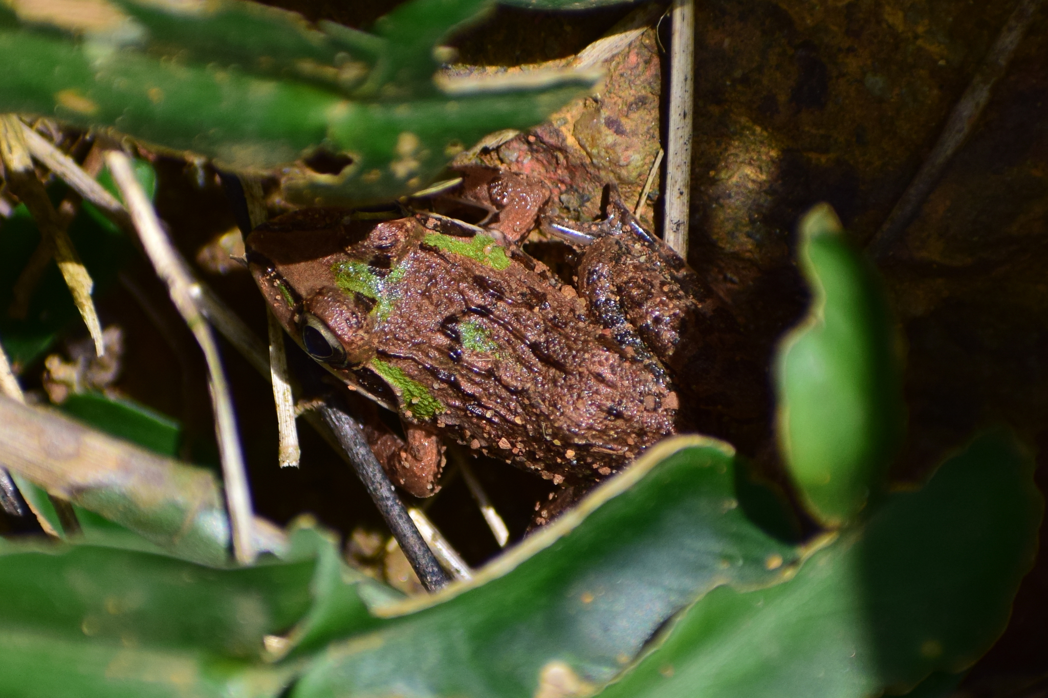 Indian Bull Frog