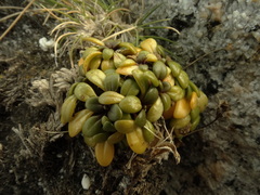 Gentianella saxosa