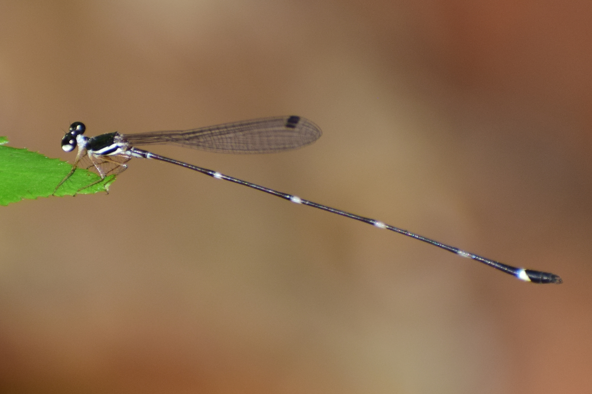 Pied Shadowdamsel