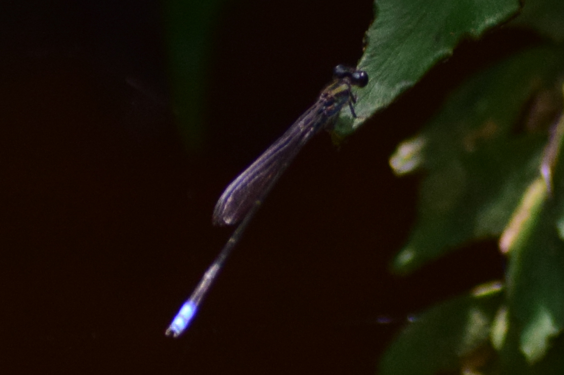 Yellow-Striped Sprite