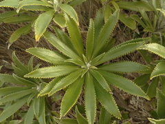Macrolearia angustifolia