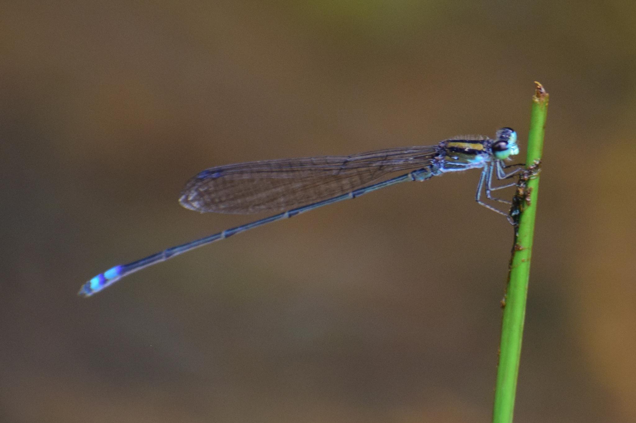 Yellow-Striped Sprite