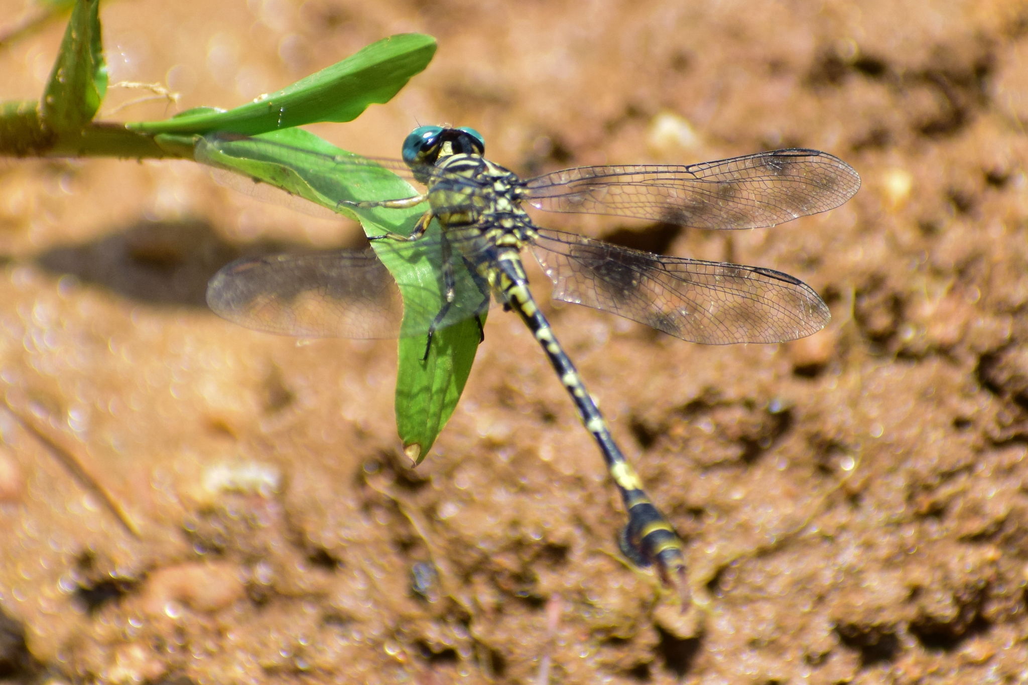 Lined Hooktail