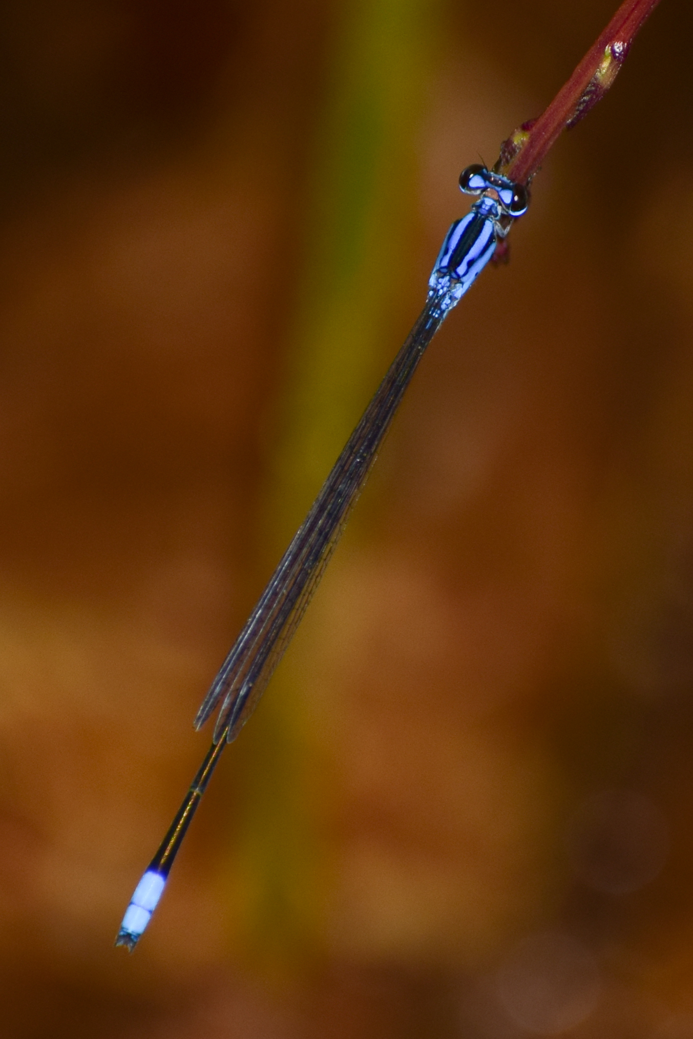 Long-Banded Sprite