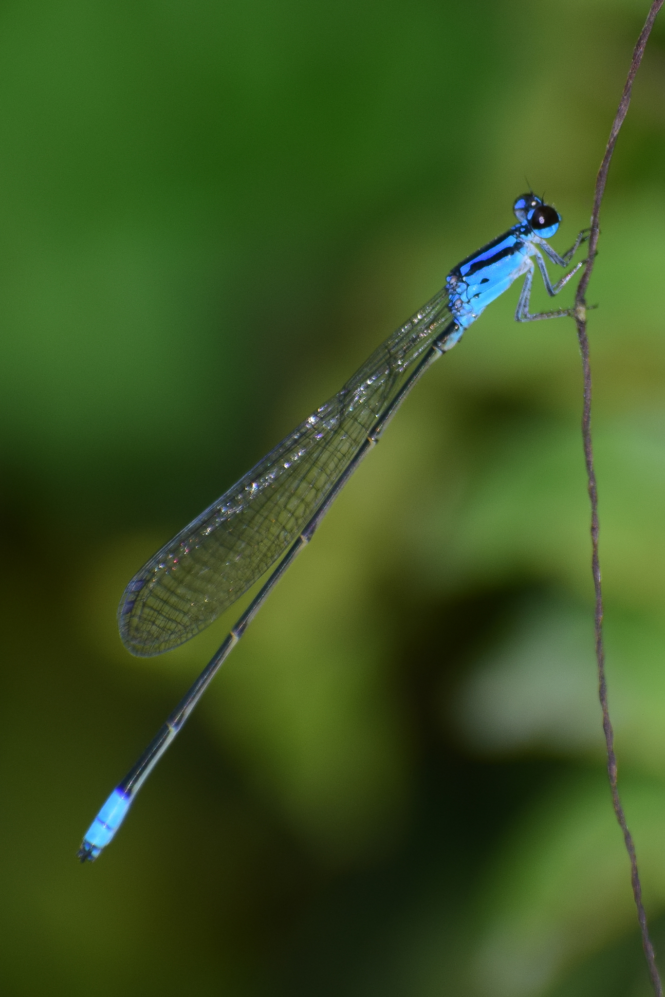 Long-Banded Sprite