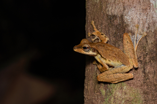 Polypedates macrotis