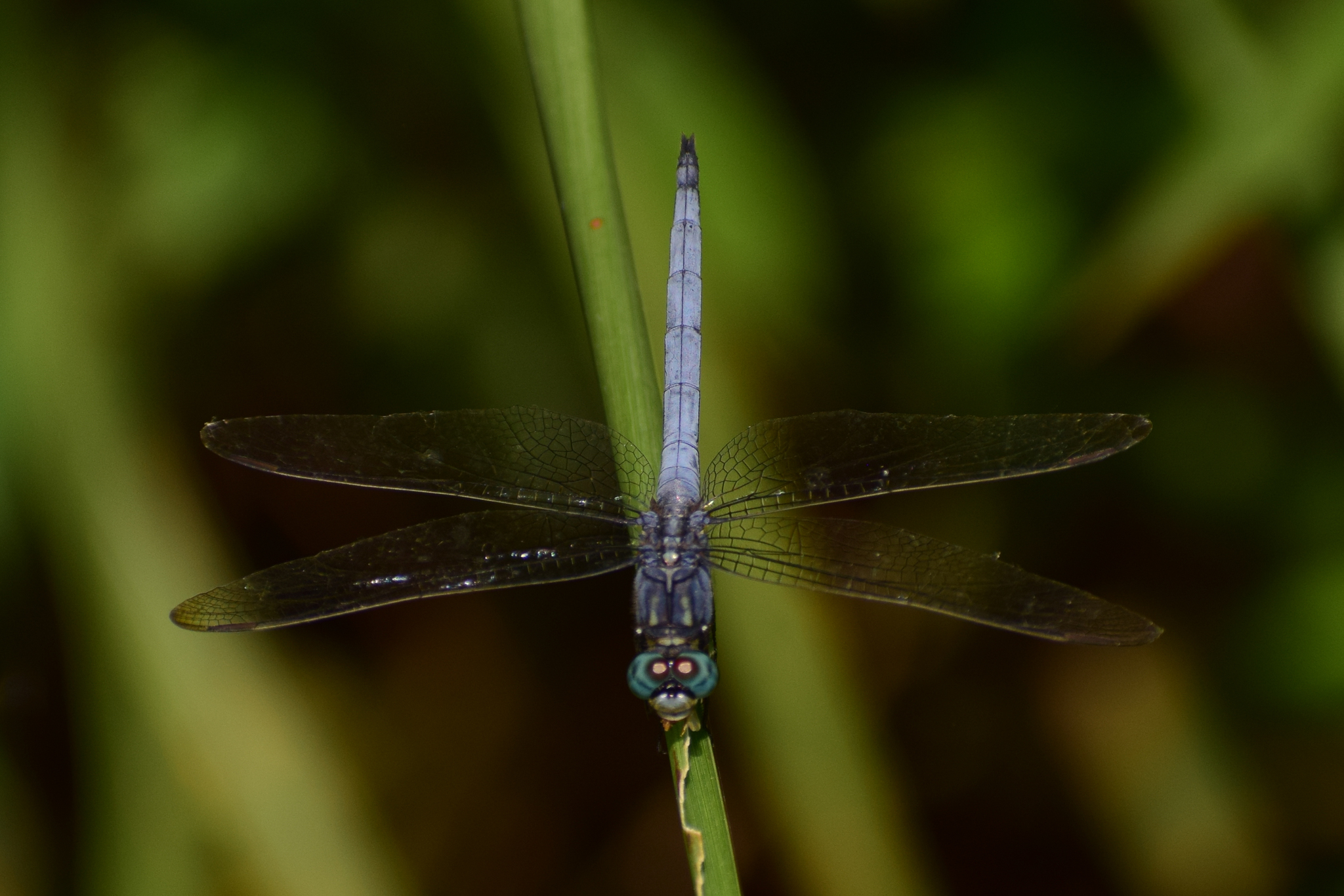 Marsh Skimmer
