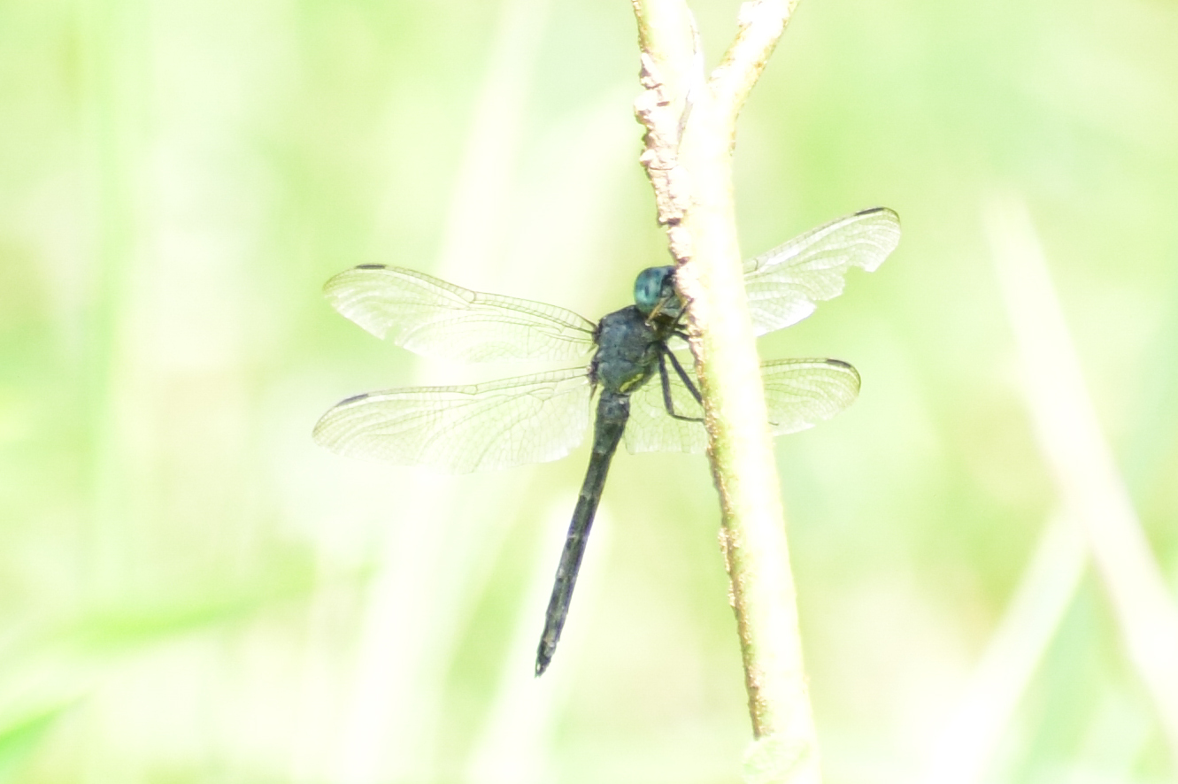 Emerald-Banded Skimmer