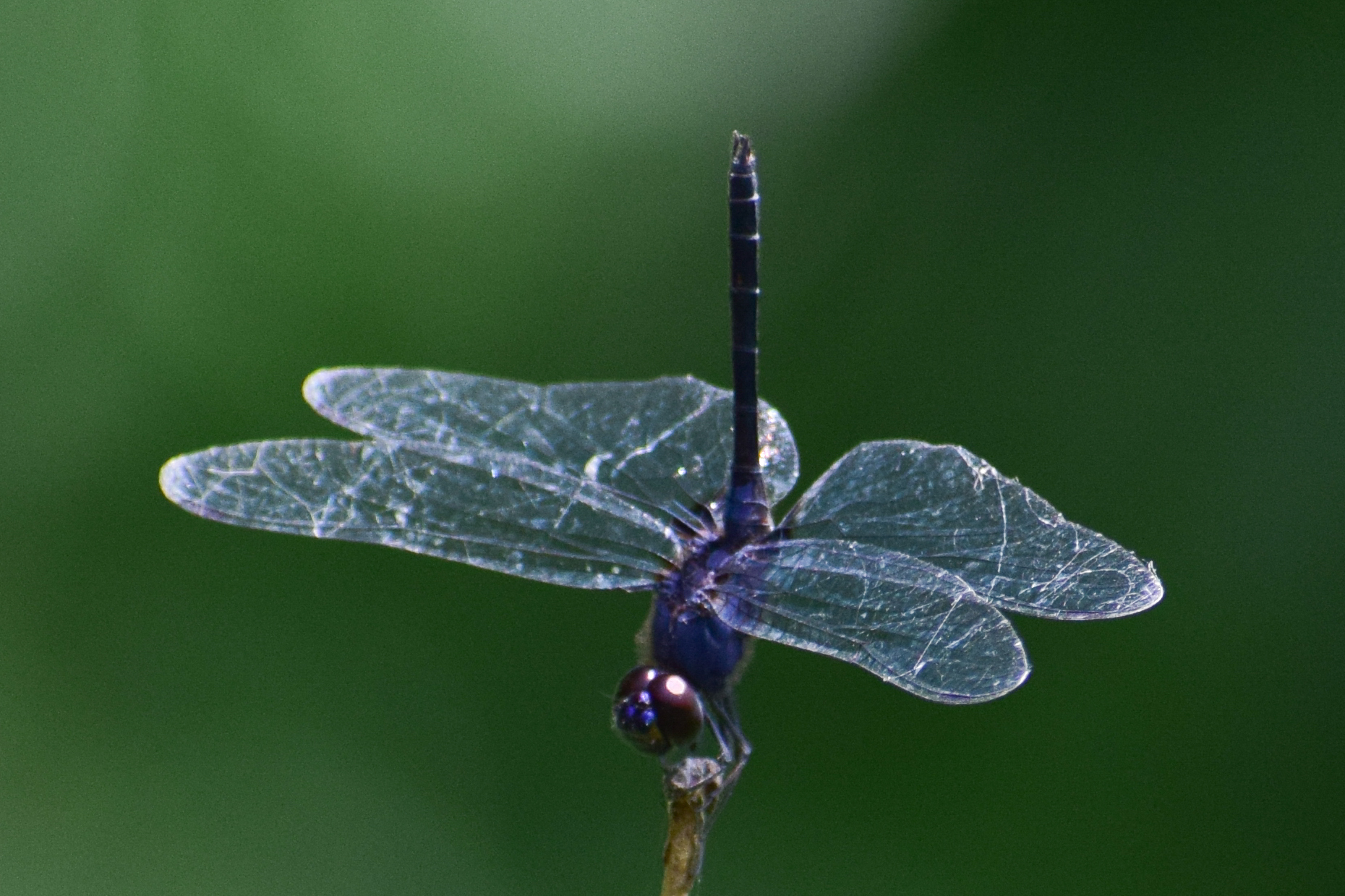 Black Stream Glider