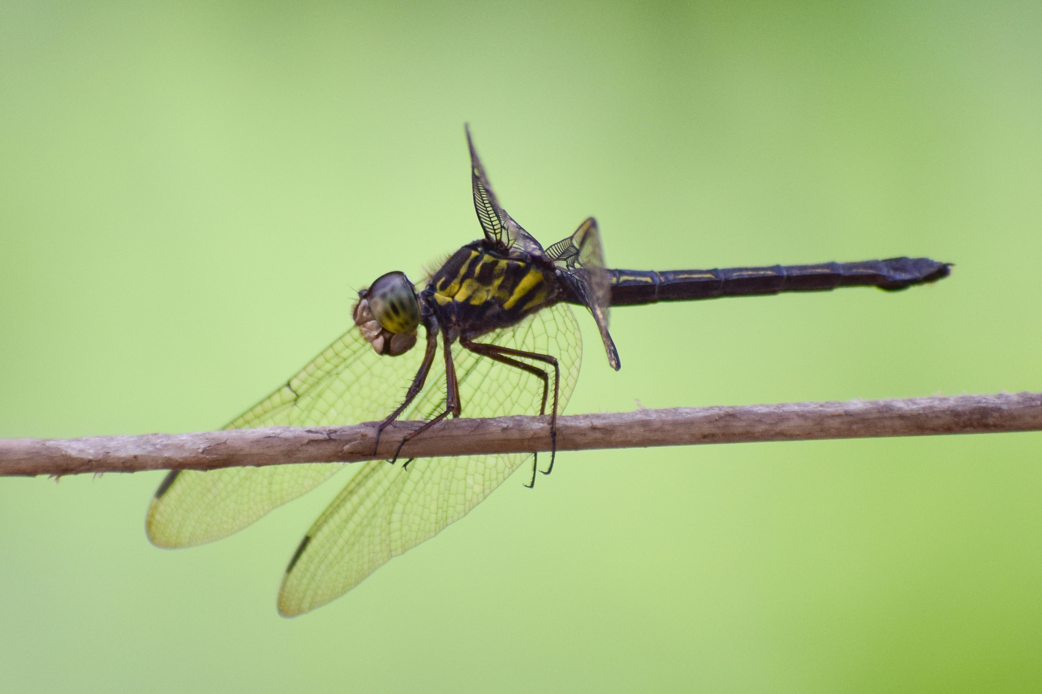 Emerald-Banded Skimmer
