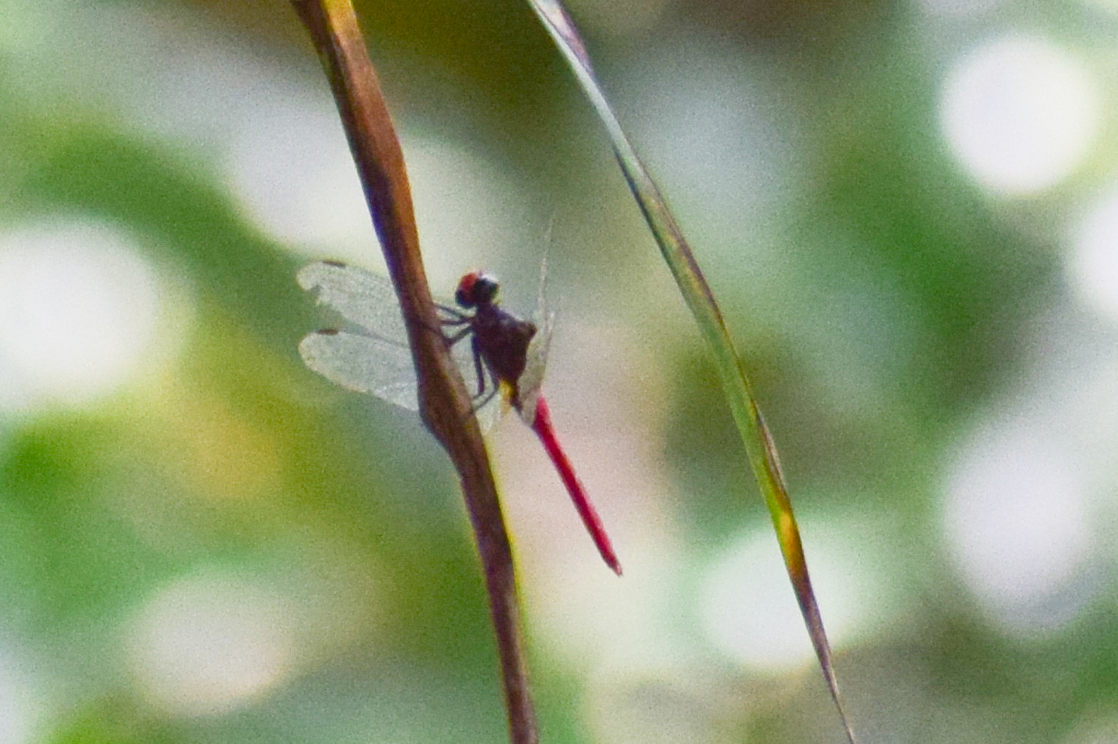 Spine-Tufted Skimmer