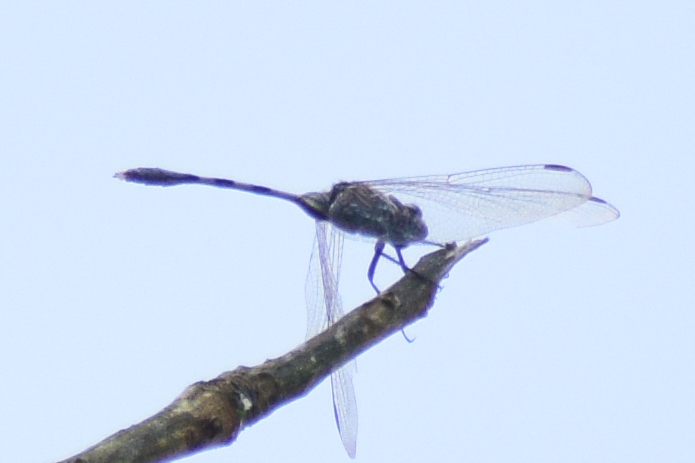 Slender Skimmer