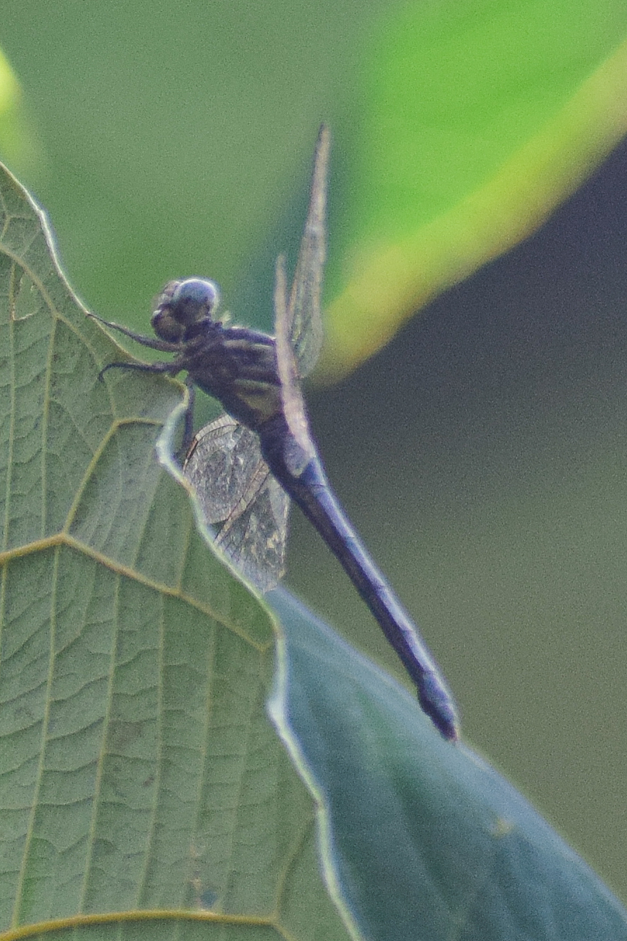Marsh Skimmer