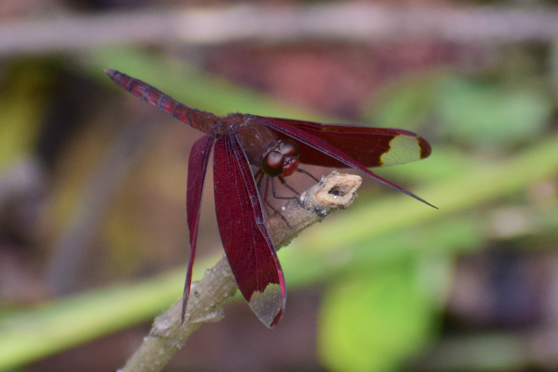 Fulvous Forest Skimmer