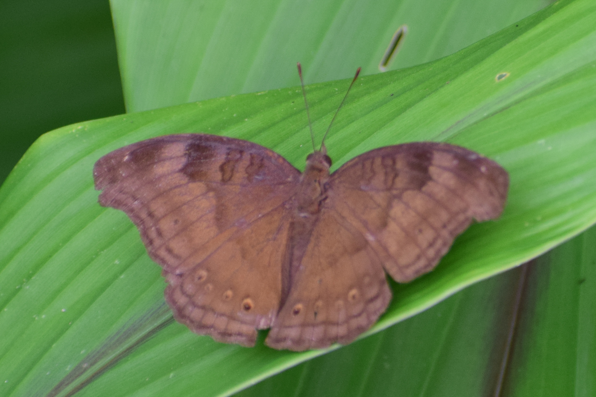 Chocolate Pansy