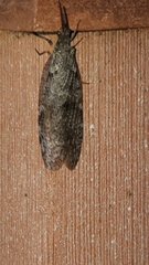 Chauliodes