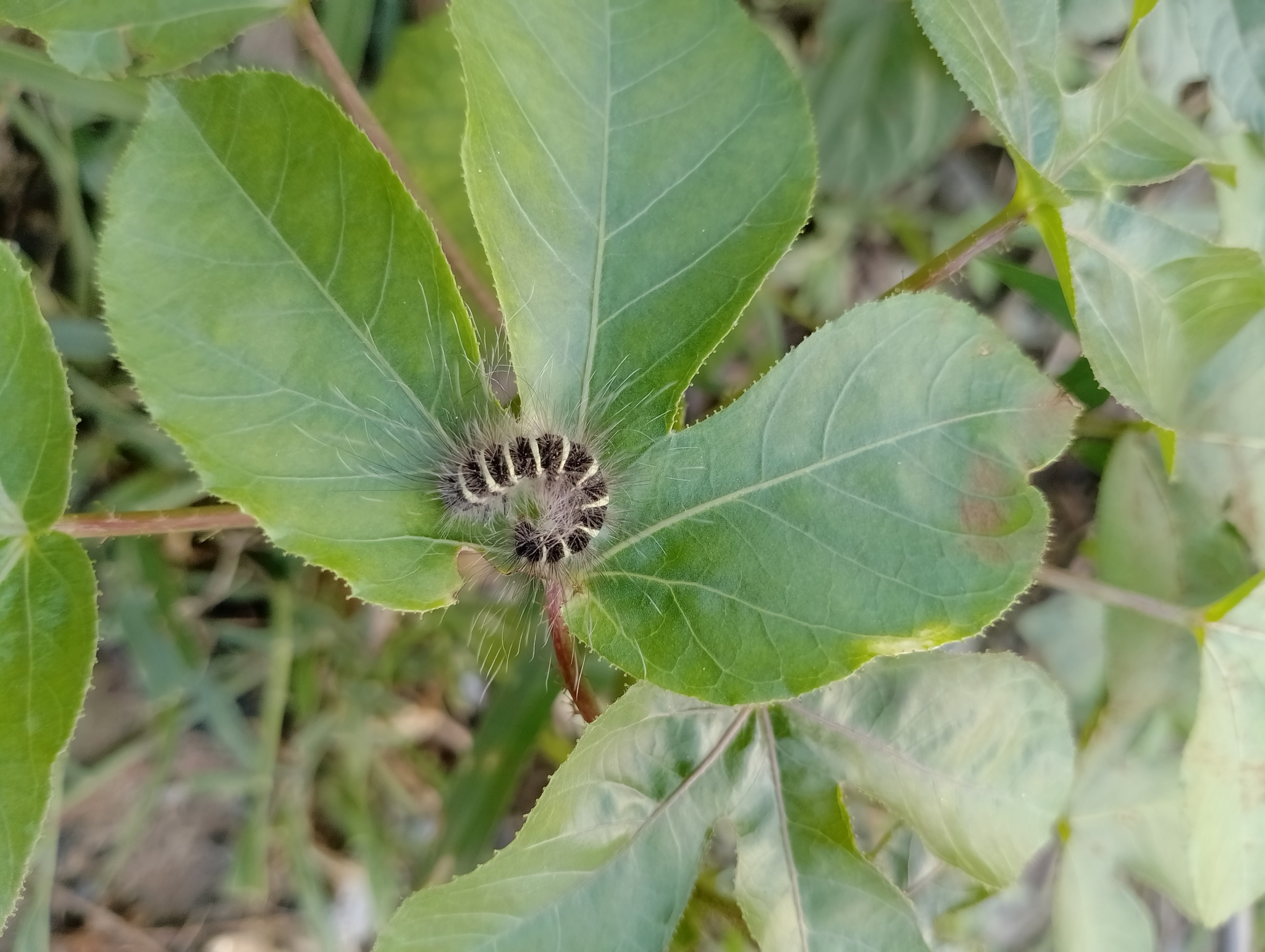 Common Duffer