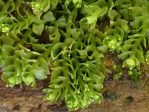 Lophozia silvicola