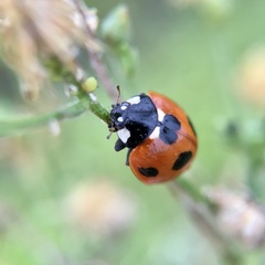 Coccinella septempunctata