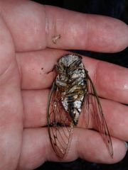 Neotibicen