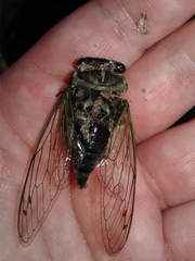 Neotibicen