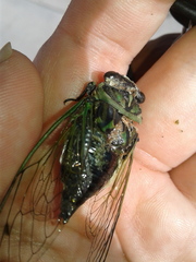 Neotibicen