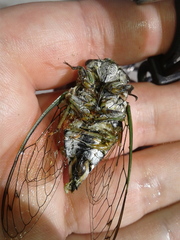 Neotibicen
