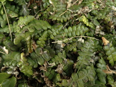Blechnum blechnoides