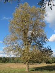 Populus × canadensis