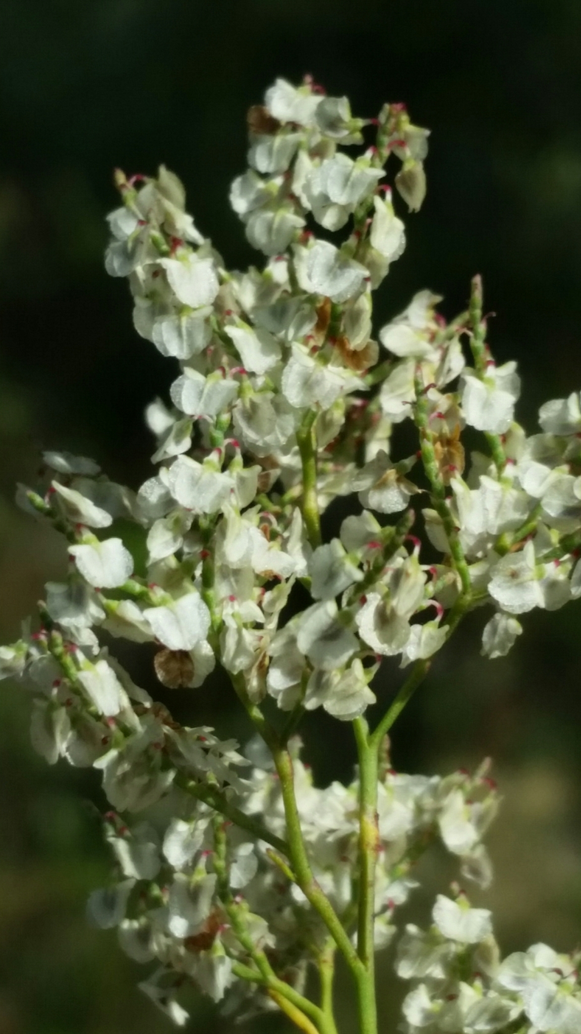 Polygonella polygama var. brachystachya