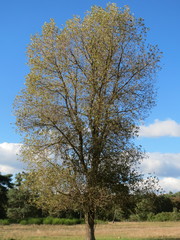 Populus × canadensis
