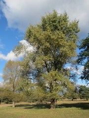Populus × canadensis