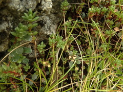 Crassula moschata