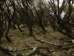Macrolearia angustifolia