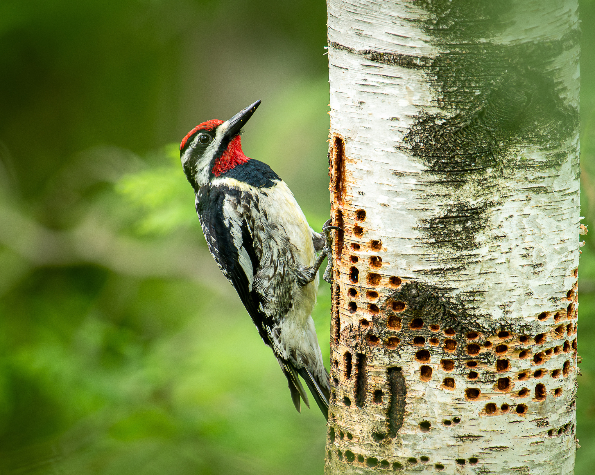 Yellow-bellied Sapsucker (Sphyrapicus varius)