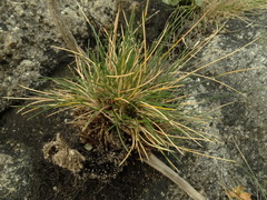 Poa astonii