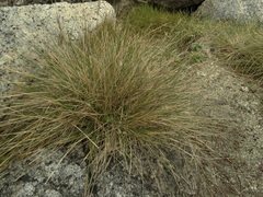 Poa astonii