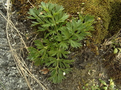 Anisotome lyallii