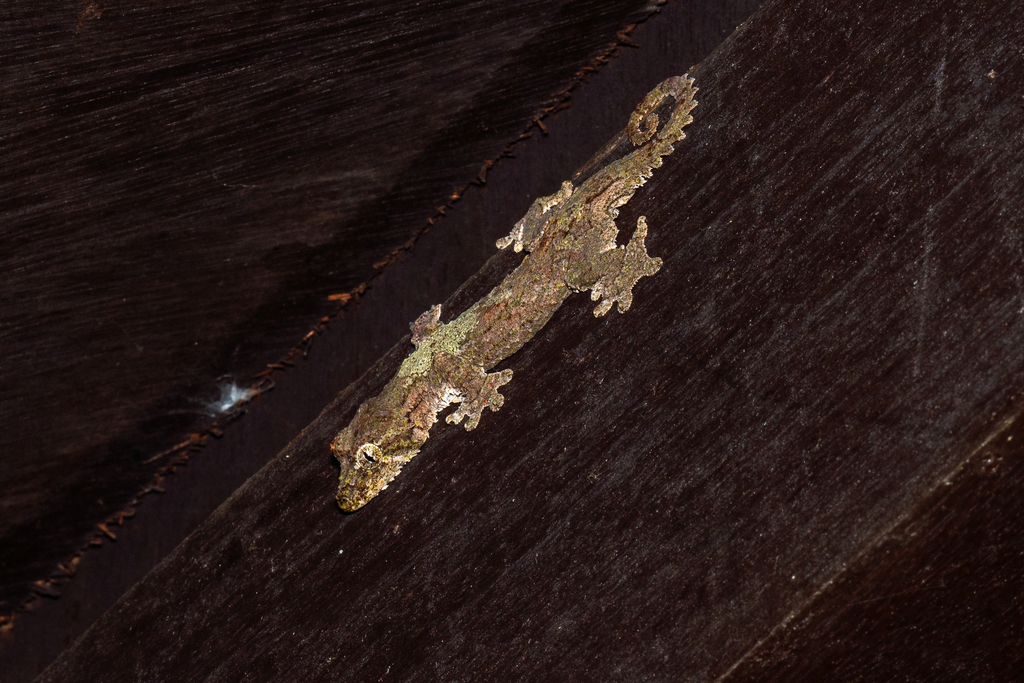 Sabah Flying Gecko