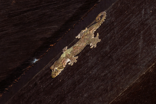 Sabah Flying Gecko