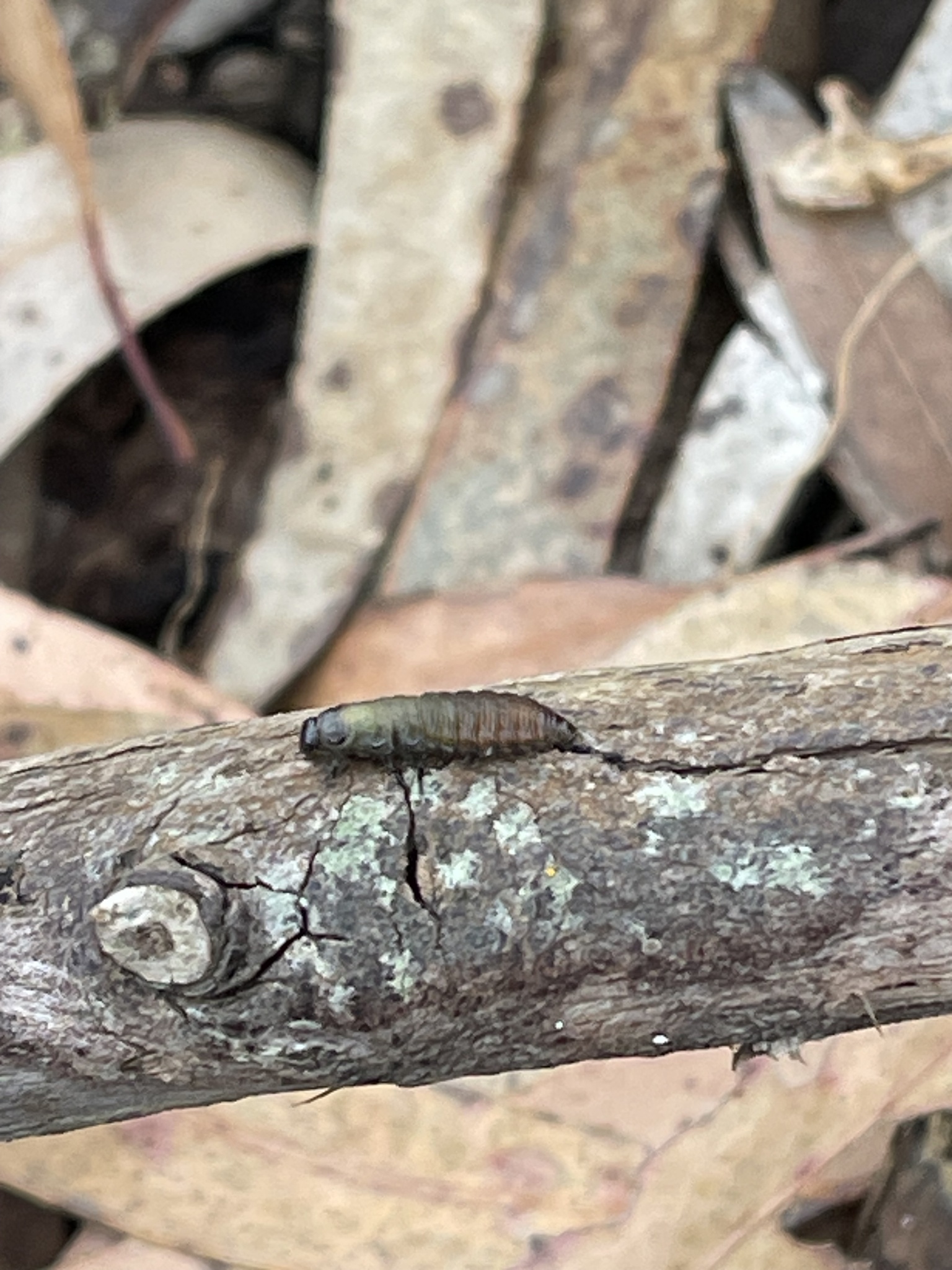 Escarabajo tortuga australiano